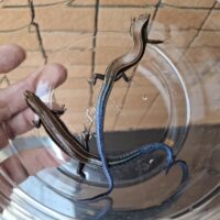 バーバートカゲ（沖縄本島産）