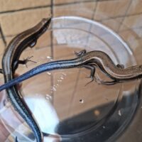 バーバートカゲ（沖縄本島産）