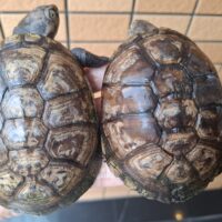 ウスグロハコヨコクビガメ(甲長約10,5~11cm)ペア