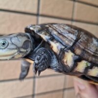 ウスグロハコヨコクビガメ(甲長約10,5~11cm)ペア