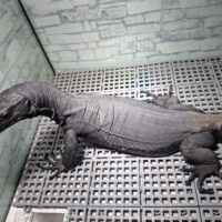 サルバトールモニター(メラニスティック)全長約90cm オス