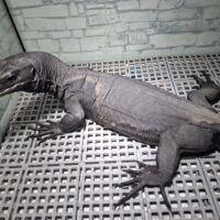 サルバトールモニター(メラニスティック)全長約90cm オス