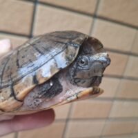 オオアタマヒメニオイガメ(甲長約10cm)メス