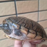 オオアタマヒメニオイガメ(甲長約10cm)メス