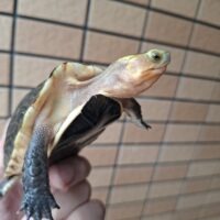 チュウゴクセマルハコガメ（甲長約10cm）オス