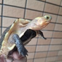 チュウゴクセマルハコガメ（甲長約10cm）オス