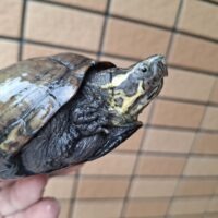 ミシシッピドロガメ（甲長約11cｍ）ＣＢ　メス（産卵経験あり）