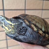 ミシシッピドロガメ（甲長約11cｍ）ＣＢ　メス（産卵経験あり）