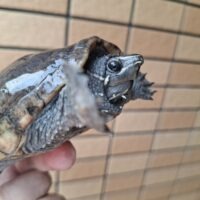 ミシシッピニオイガメ（甲長約10,5cm）ＷＣメス