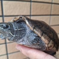 ミシシッピニオイガメ（甲長約10,5cm）ＷＣメス