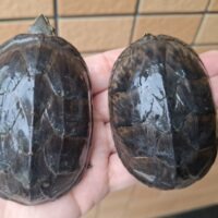ミシシッピニオイガメ（甲長約8cm）CB オス