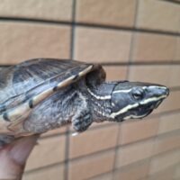 ミシシッピニオイガメ（甲長約8cm）CB オス