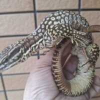 リッジテールモニター（アダルト ペア）23EUCB