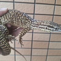 リッジテールモニター（アダルト ペア）23EUCB