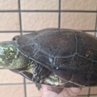 オオアタマクサガメ(甲長約19cm)頭幅42mmメス