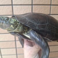 オオアタマクサガメ(甲長約19cm)頭幅42mmメス