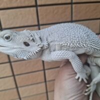 フトアゴヒゲトカゲ（ハイポゼロ）ヤング 約40cm