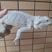 フトアゴヒゲトカゲ（ハイポゼロ）ヤング 約40cm
