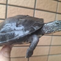 カントンクサガメ(甲長約12,5cm)オス(hetパイド)