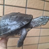 カントンクサガメ(甲長約12,5cm)オス(hetパイド)