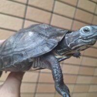 カントンクサガメ(甲長約14cm)メス(hetパイド)
