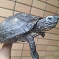 カントンクサガメ(甲長約14cm)メス(hetパイド)