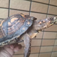 トウブハコガメ（甲長約13,5cm）メス