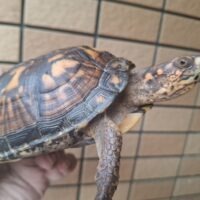 トウブハコガメ（甲長約13,5cm）メス
