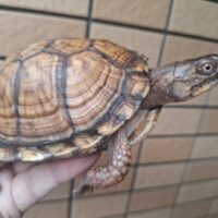 トウブハコガメ（甲長約11,5cm）メス（尾先切れ）
