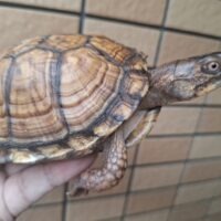 トウブハコガメ（甲長約11,5cm）メス（尾先切れ）