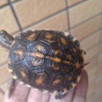 トウブハコガメ（26CB）甲長約6cm　TSDメス