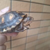 トウブハコガメ（26CB）甲長約6cm　TSDメス