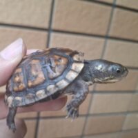 トウブハコガメ（26CB）甲長約6cm　TSDメス