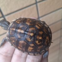 トウブハコガメ（26CB）甲長約6cm　TSDメス