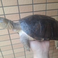 モリハコヨコクビガメ（甲長約20cm、23cm）ペア