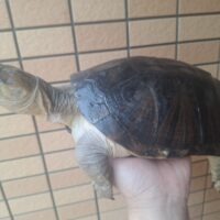 モリハコヨコクビガメ（甲長約20cm、23cm）ペア