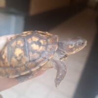 トウブハコガメ（26CB）甲長約6cm　TSDメス