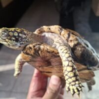 トウブハコガメ(甲長約12,5cm)メス
