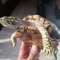 トウブハコガメ(甲長約12,5cm)メス