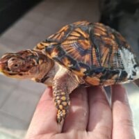 トウブハコガメ(甲長約10,5cm)TSDメス