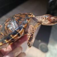 トウブハコガメ(甲長約10,5cm)TSDメス