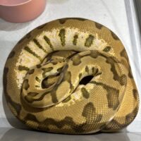 バンブルビーバームボール（ボールパイソン×バーミーズパイソン）F2（約2,8kg/約170cm）メス