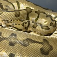 バンブルビーバームボール（ボールパイソン×バーミーズパイソン）F2（約2,8kg/約170cm）メス