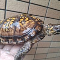 トウブハコガメ(甲長約15cm)22CBオス