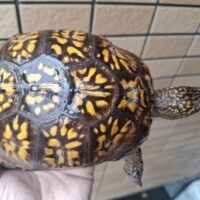 トウブハコガメ(甲長約15cm)22CBオス