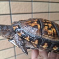 トウブハコガメ(甲長約14cm)23CBオス