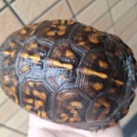 トウブハコガメ(甲長約14cm)23CBオス