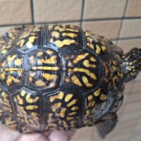 トウブハコガメ(甲長約12cm)23CBオス