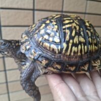 トウブハコガメ(甲長約12cm)23CBオス