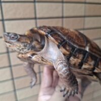トウブハコガメ(甲長約14cm)23CBオス
